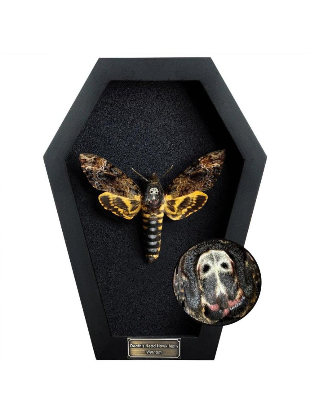 Gothic White Skull Death Head Moth 7" Coffin Decor | Witchy Gift Idea